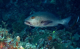 Sipadan_2015_Vivaneau chien rouge_Lutjanus bohar_IMG_2389_rc